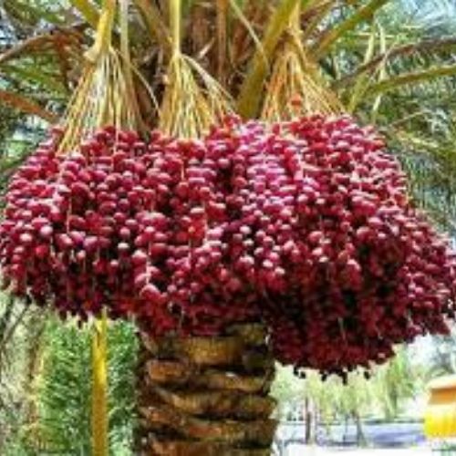 Date Palm Fruit Tree Manufacturer & Supplier in India 